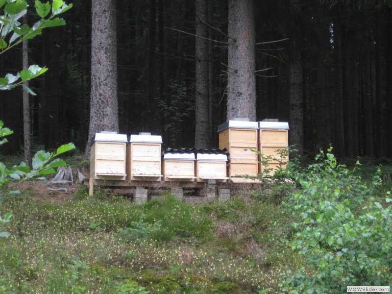 Bienenstand Schwarzwald Sommer