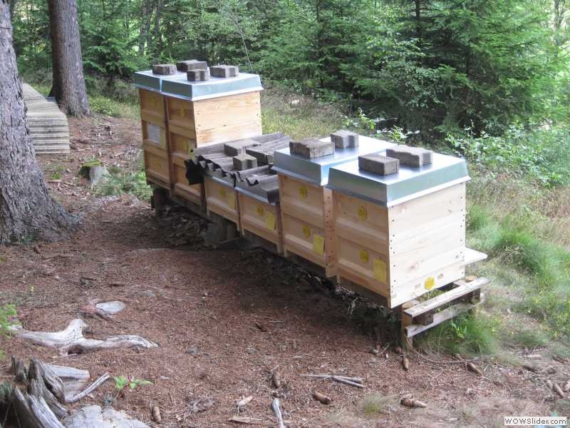 Bienenstand Schwarzwald