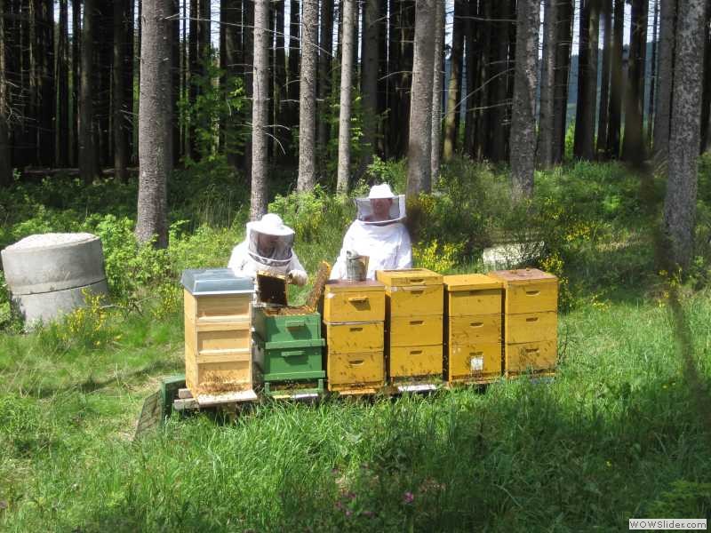 Bienenstand Löwenzahn Tracht