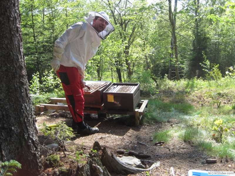 Bienenschwarm bekommt Mittelwände