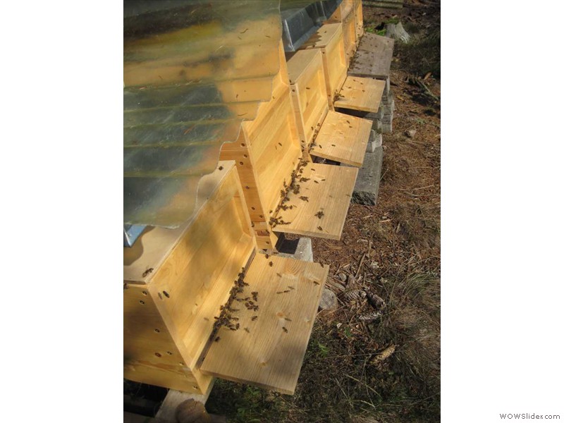 Bienenstand Schwarzwald