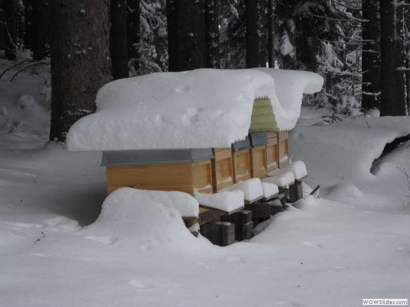 Bienenstand Schwarzwald im Winter