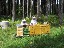 Bienenstand Löwenzahn Tracht